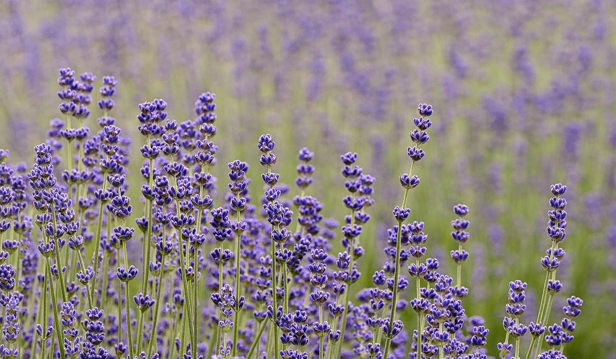 Companion Planting Herbs Beside Vegetables for Healthier Crops