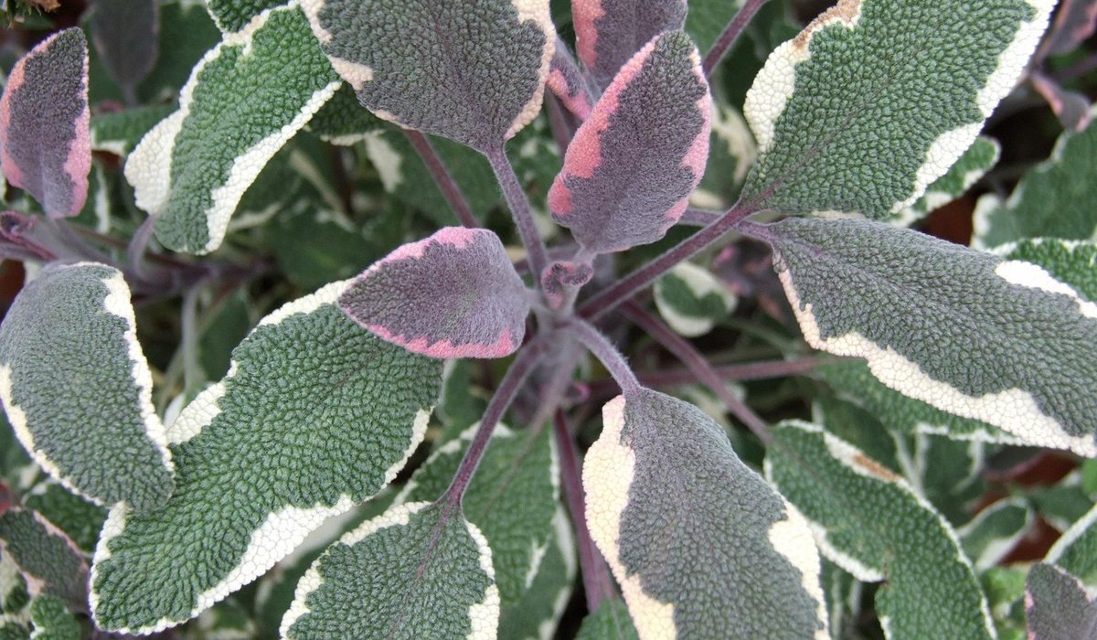 Creating a Sensory Herb Garden for Small Spaces