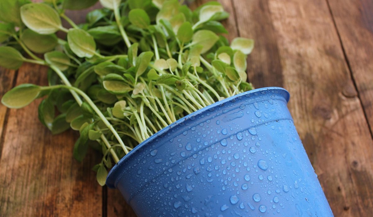Designing a Low-Maintenance Cottage Garden with Herbs