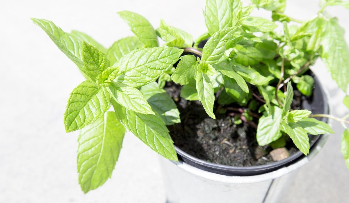 How to Start a Small Herb Garden in Containers