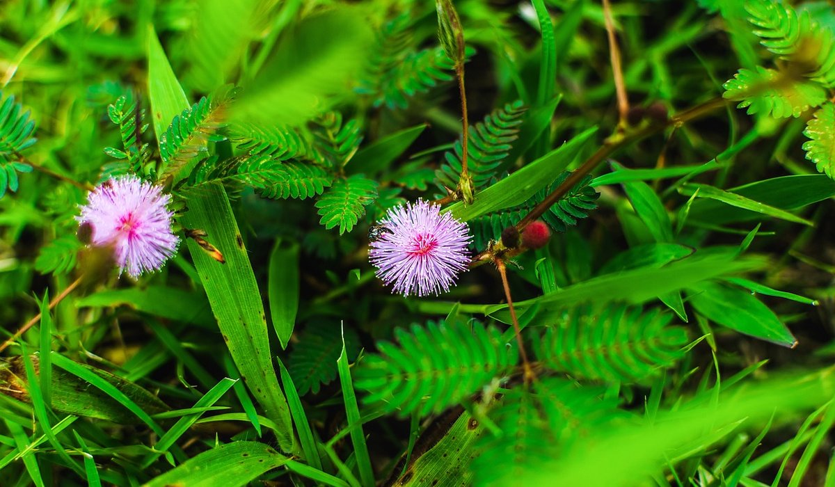 Identifying Common Edible Wild Greens Safely
