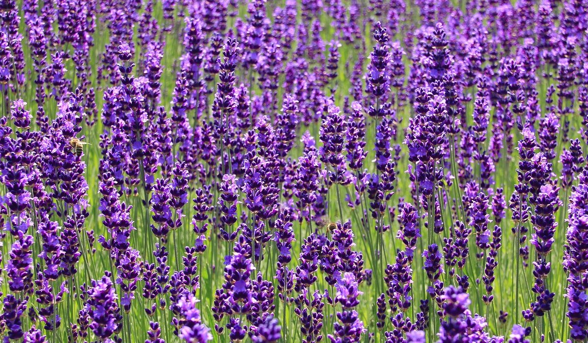 Making a Soothing Herbal Salve for Dry Hands