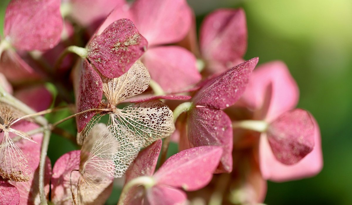 Making Herbal Teas from Your Garden