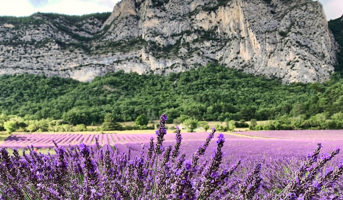 Making Natural Cleaning Sprays with Garden Herbs