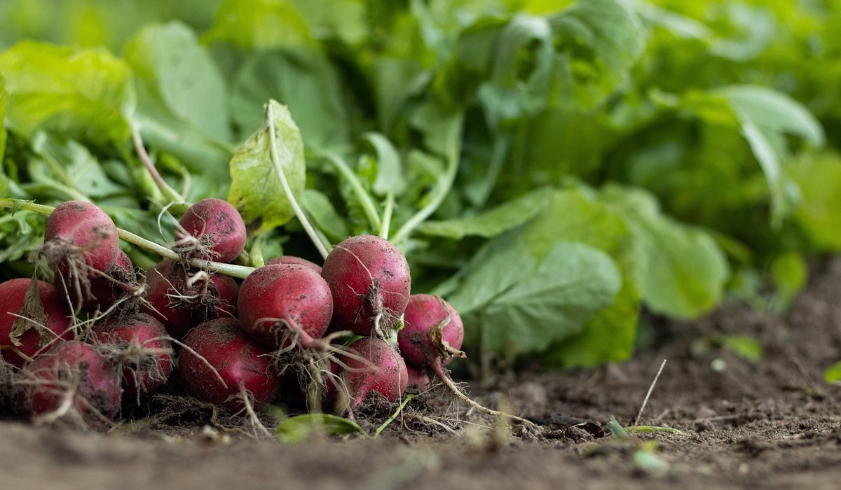 Protecting Herbs from Common Pests Naturally