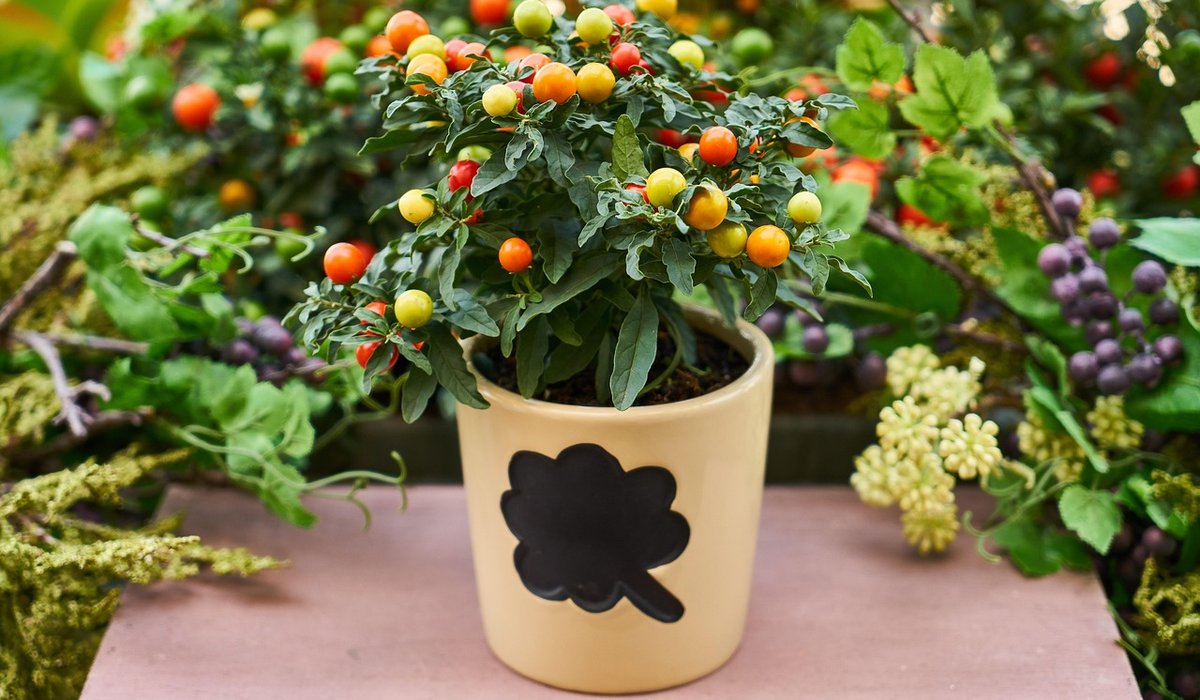 Reducing Kitchen Waste with Homegrown Herbs